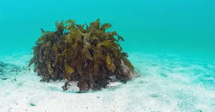 Parkinson's: Common type of seaweed may help prevent disease