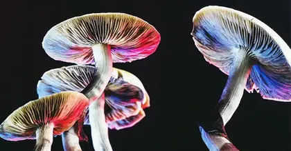 Depression: High-dose psilocybin may be as effective as escilatopram