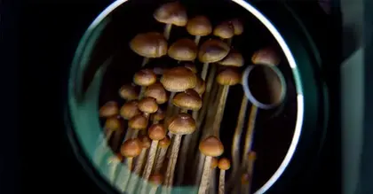 Psilocybin for depression: Could it work better than SSRIs?