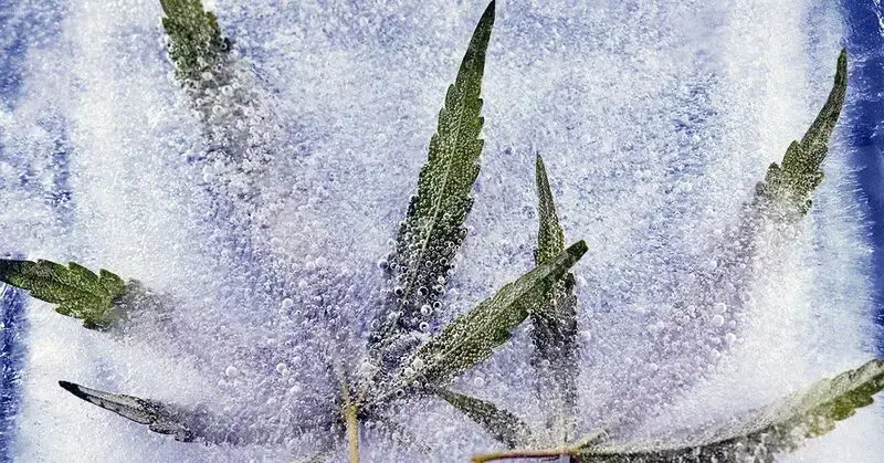 Alzheimer's disease: CBD may help calm neuroinflammation